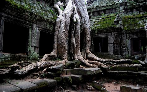 Thailand Historical Site Trees Ruin Roots Cambodia Hd Wallpaper