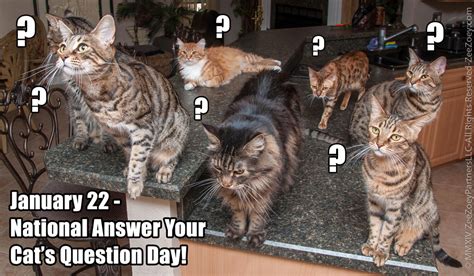 Its National Answer Your Cats Question Day What Might Beths Cats Ask Radio Gunk