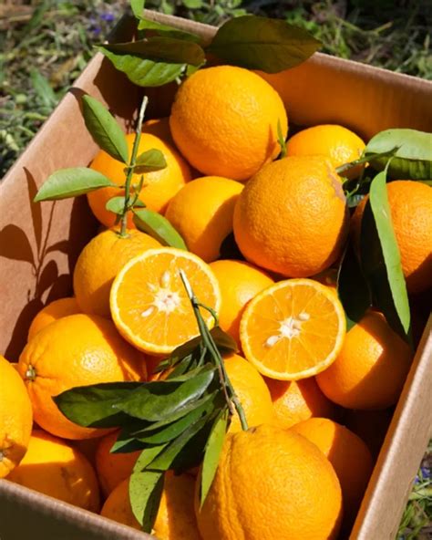 Oranges Bio De Bio Agrumi Monasteri Italie Crowdfarming Fruits Et