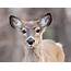 White Tailed Deer  Natural Intelligence