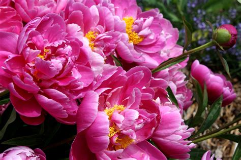 Bright Pink Peony Flowers Picture Free Photograph Photos Public Domain