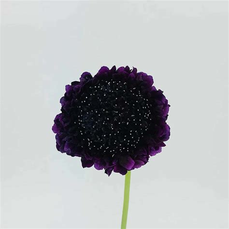 Scabiosa Scoop Dark Purple Wholesale Bulk Flowers Cascade Floral
