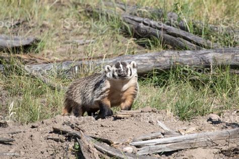 American Badger Next To Burrow Stock Photo Download Image Now