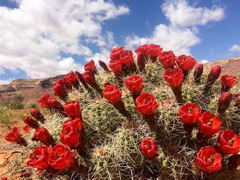 Blooming Desert Cactus Photograph By Krystal Matocha Fine Art America