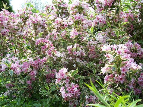 However, don't use a fertilizer that's high in nitrogen, which can lead to poor blooming. Low Maintenance Garden Shrubs and Trees | Gardeners Tips