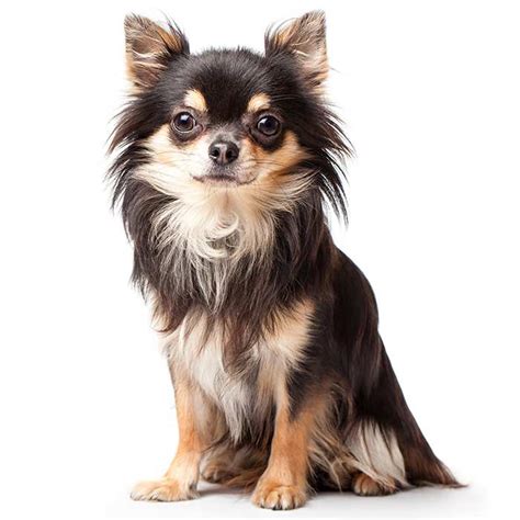 Chihuahua Dog Breed Profile Personality Facts