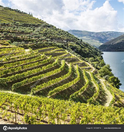 Vineyards River Douro Region Portugal Sights Portuguese Countryside