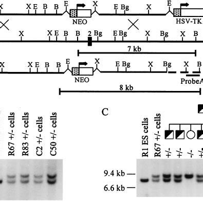 The Targeted Ahr Allele Produces No AHR Protein A Schematic Of The