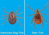 Are Ticks Common On Dogs