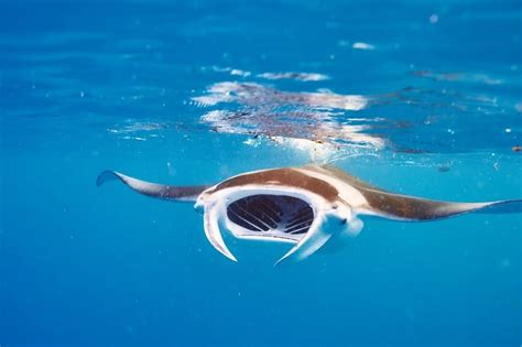 Discover The Worlds Largest Manta Ray Ever Recorded Imp World