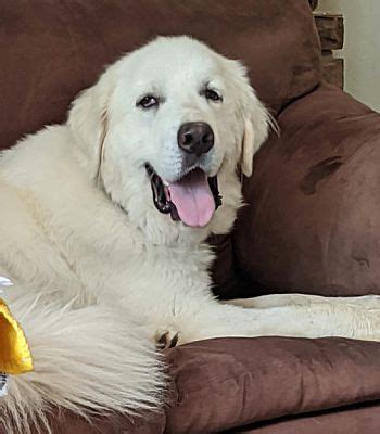 Homeward bound pet adoption center, 125 county house road. Pittsburgh, PA - Great Pyrenees. Meet Bailey a Pet for ...