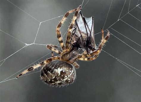 If you're a cat owner, you may have noticed that they can be quite partial to a munch of grass sometimes. SPIDER WARS: British beasts eating each other ALIVE and ...