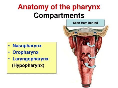 Ppt Anatomy Of The Pharynx Powerpoint Presentation Id689255