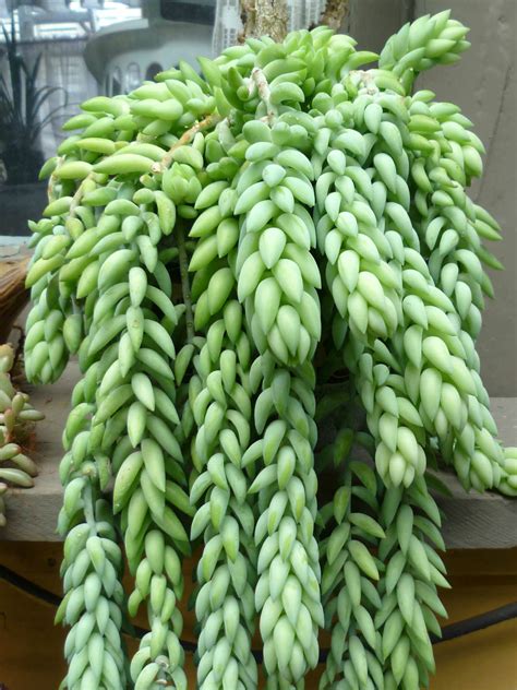 22 Burros Tail Succulents