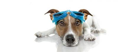 K9 Swim Dog Goggles Dogs Dog Life