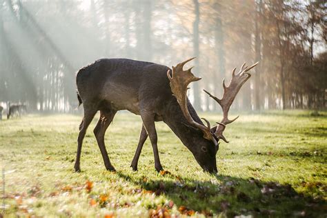 Deer Grazing On Green Meadow In Forest By Stocksy Contributor Chris