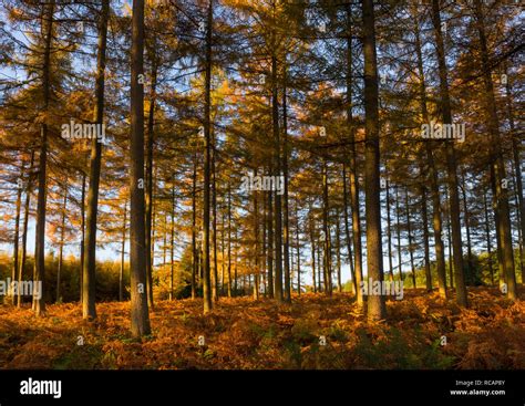 Mortimer Forest Hi Res Stock Photography And Images Alamy
