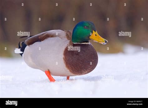 Mallard Duck Feeding In Snow North Lincolnshire United Kingdom Stock