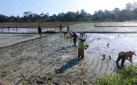 Lebak Genjot Produksi Padi Koran Jakarta