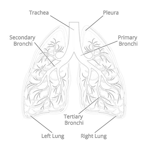 Printable Structure Of The Lungs Coloring Page Mimi Panda