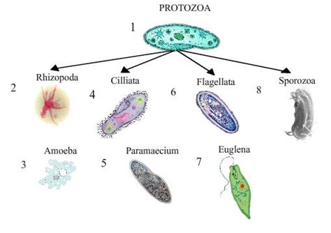 Simply Microbiology Bacteria Fungi Protozoa Viruses