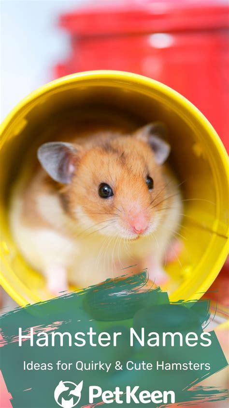 100 Hamster Names Ideas For Quirky And Cute Hamsters In 2022 Hamster