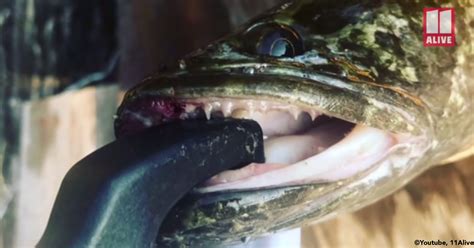 Meet The Air Breathing Snakehead Fish Thats Invading Georgia