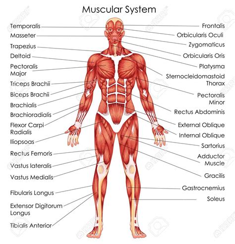 The Muscular System Of The Human Is A Vital Part In Ones Everyday Life