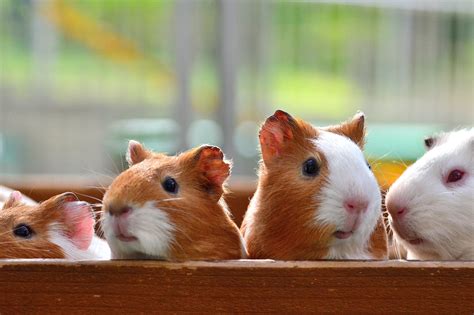 Facts About Guinea Pigs Popsugar Pets
