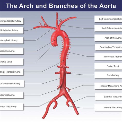 The Arch And Branches Of The Aorta Trialexhibits Inc