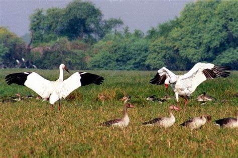 Keoladeo National Park Of Bharatpur A Unesco World Heritage Site