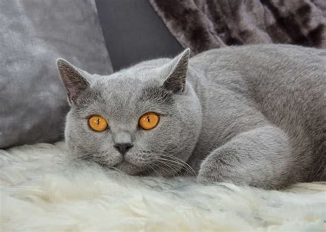 British Shorthair Cat Breed Detailed Information History