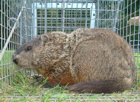 The best place to set the trap is close to the entrance hole to the groundhog's burrow. How to trap Woodchucks | A guide to successful woodchuck ...