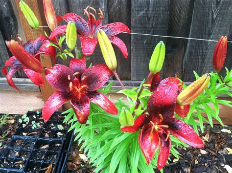 Red Asiatic Lily Grows Great Photo By Manon1 On Garden Showcase