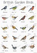 British Garden Birds chart Print British Nature Print | Etsy