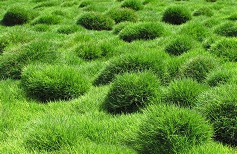 6 Grasses For Low Maintenance Drought Resistant Lawns