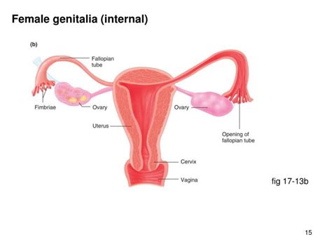 This article looks at female body parts and their functions, and it provides an interactive diagram. PPT - Male reproductive system PowerPoint Presentation ...