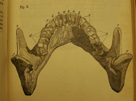 John Hunter Plates American Journal Of Dental Science Vo