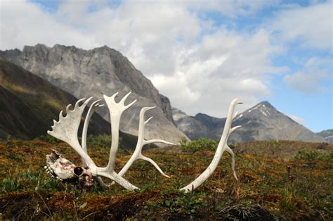 Antlers In The Landscape In Gates Of Arctic National Park Alaska Image