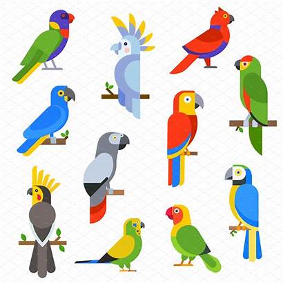 Cartoon Parrots Birds Vector Tropical Animal Illustration