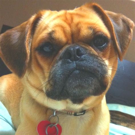 Puggle Love Puggle Puppies Puggle Dogs And Puppies