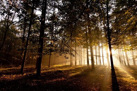 735367 4k Forests Trees Rays Of Light Rare Gallery Hd Wallpapers