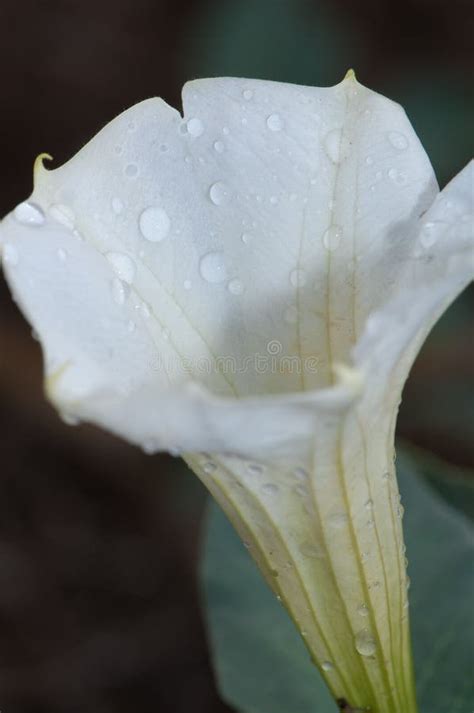 Flower Of Datura In Keoladeo Ghana National Park Stock Image Image
