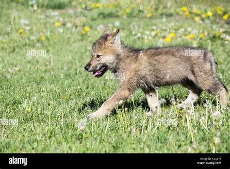 Wolf Pup Hi Res Stock Photography And Images Alamy
