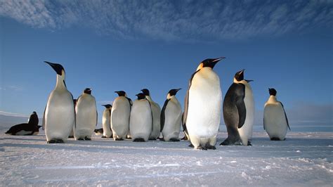 At the end of each antarctic summer, the emperor penguins of the south pole journey to their traditional breeding grounds in a fascinating mating ritual that is captured in this documentary by intrepid filmmaker luc jacquet. The Emperor Penguin Migration - Natural World Safaris