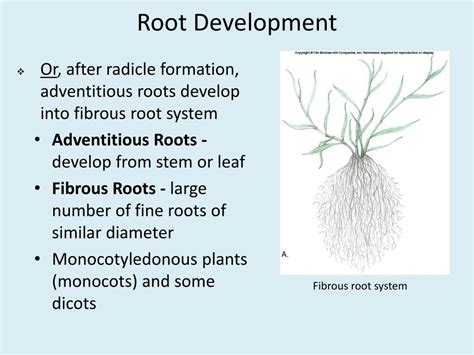 Ppt Roots And Soils Powerpoint Presentation Free Download Id2254120