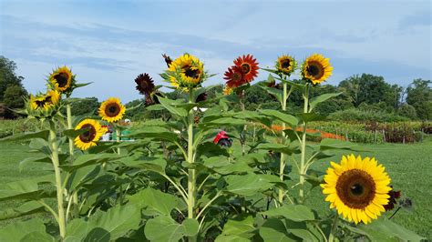 How to grow sunflowers with big or small blooms | Growing sunflowers, When to plant sunflowers ...