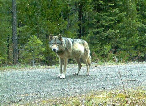 Collared Gray Wolf In California Ventured Toward Lake Tahoes Resorts