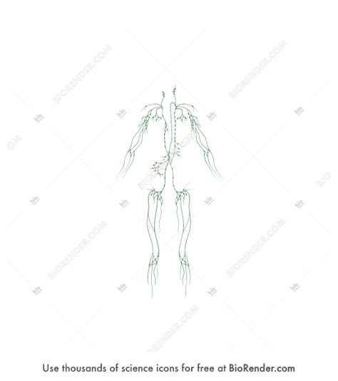 Free Lymphatic System Icons Symbols And Images Biorender