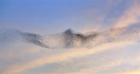 These Birds Flock In Mesmerizing Swarms Of Thousands—but Why Is Still A